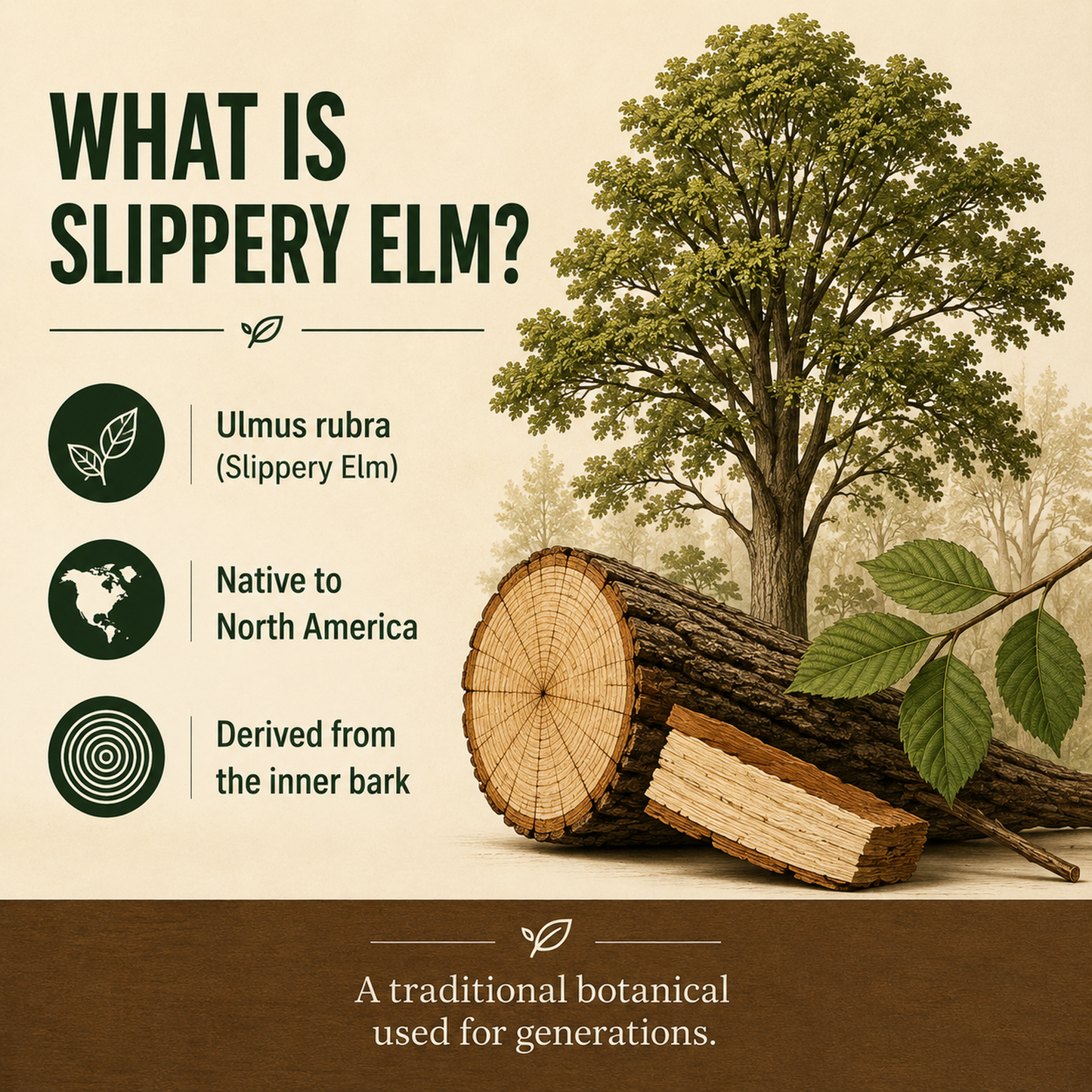Slippery Elm Powder 100g